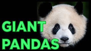 Giant panda| Tensopedia