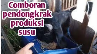 Comboran  Pendongkrak produksi susu ||  Harus tepat takarannya.