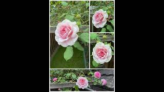 Auscrystal rose