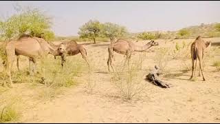 beautiful camel in tharparkar #camelculture #camel #camel_racing