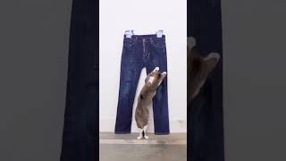 Funny Cats