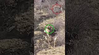 Flipping Over a Mule Deer #caceria #deerhunting #शिकार #hindi #scopecam #viral #shorts #firearms