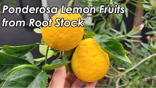 Pick Ponderosa Lemon from Citrus Root Stock | Meyer Lemon Tree vs Citrus Root Stock (采摘柑橘树砧木的柠檬)