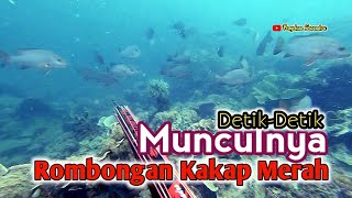 Detik-Detik Munculnya Rombongan Kakap Merah  || Spearfishing Taipa Part 2