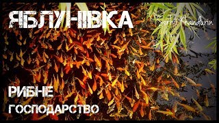 ЯБЛУНІВКА. Рибне господарство.