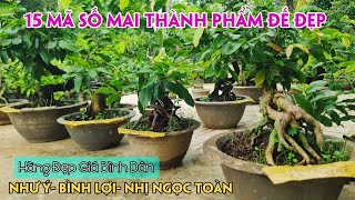 02/08. Mai Để Bàn Giá Bình Dân Nhiều Loại Giống.☎Trang 0971.118.064