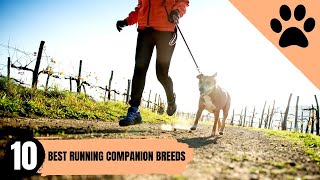 The best Running Companion dogs you can have!