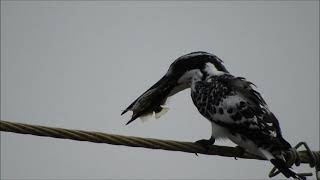 pied kingfisher