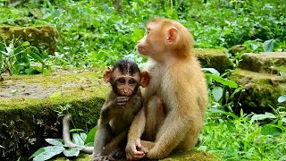 Poor young Kitty sit near baby Rollo feeling miss Ronnie, Baby Rollo look happy with Savana group