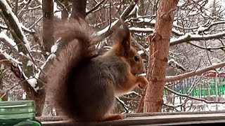 Бусинка зашла немного подкрепиться ❄⛄🏡🐾😋🌰🐿❤😊#белка #белочка #доброеутро #squirrel 🐿❤