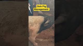 Sick Pig (sow) management #pigsofig #piglover #animals