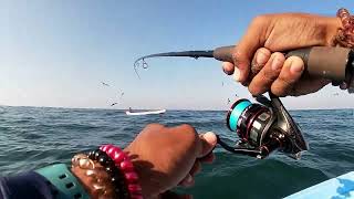 Increíble cardumen de sierras en Mazatlán || Pesca con jigs ||