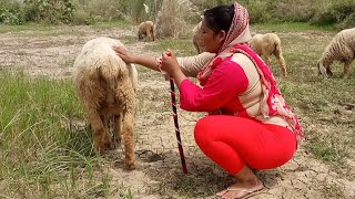 اپنے جانور کو کھانا کھلانا Pak Rural Life _ Goat Feeding Punjab Culture