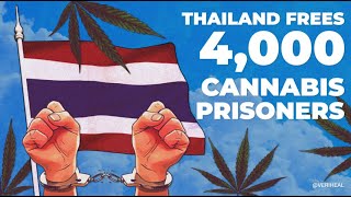 Thailand’s Cannabis Turn Around, Texas GOP’s Drug Policy, & New Study On Cannabis-Road Safety