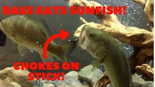 Largemouth Bass Eats Sunfish - Gets Mouth Stuck on Stick | Sunfish Escapes 2 Bass