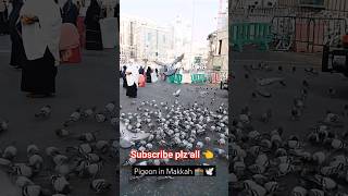 pigeon in Makkah|#ytshorts |#shorts |#viral |#short|#shortvideo