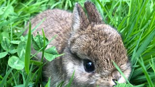 A Mudlarks Baby Larky! Netherlands Dwarf Rabbit 🐇⚓️🐰