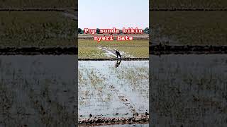 lagu sunda sedih jadi nangis #shorts #viral #viralvideos #videoshort #shortvideos #trendingshorts