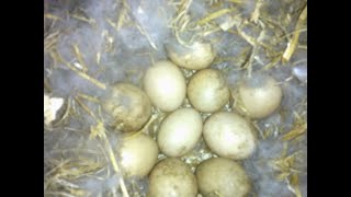 mandarin duck sits on her eggs