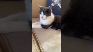 #cat annoyed by owner. #watch what she does