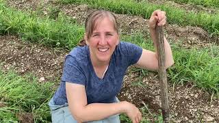 Are the potatoes worth digging this year?