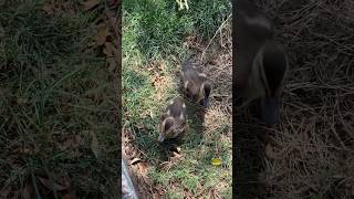 Baby Disney Ducks at Epcot #florida #disney #waltdisneyworld