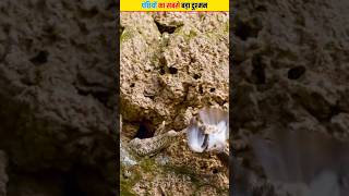 पंछियों का सबसे बड़ा दुश्मन | Spider Tailed Horned Viper #shorts #viral