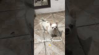 Você quer banana? 🤣🍌 Theo chihuahua