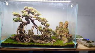 Hướng dẫn setup cây bonsai cho bể thủy sinh