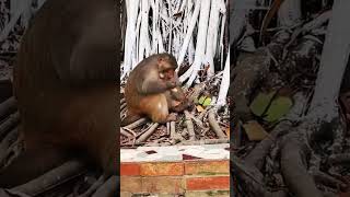 #monkey#bador#mama#viral#video#viralvideo#youtubeviralshortvideo#shortvideo#shorts#dina's#creation