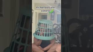 mi mama es una cotorra  que habla #cotorra #humor #parati