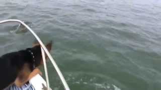 Overboard Maverick  Dog jumps on Dolphins Really Funny Must See