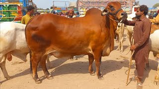 Heavy Bachri In Sheikhwan Cow Mandi|15/09/2024|