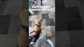 #servicedog #newyoutuber #trending #subscribe #viral #comment #wow #viral