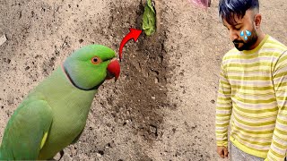 Parrot 🦜 Baby Nahi Raha😭