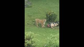 Tiger with a kill on a golf course at Ooty- November 2022