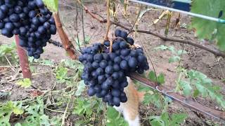 Рыжий котенок - любитель винограда. (Red kitten - the fan of grapes)