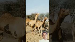 Male and female camel #shortfeed