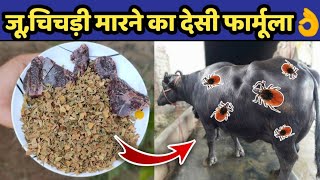 गाय/भैंस के जूॅ ,चिचडी,कलनी का देसी ईलाज ||Ju,chichdi ka desi| How to remove ticks from cow/buffalo