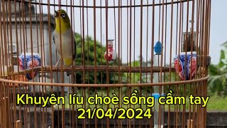 Khuyên líu choè sổng, chuyện xoè, cầm tay đặt bàn. Ép giọng khuyên non 2024