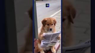 Dogs get cleverer by the day #dog #newspaper #busstop #comedy #funny #shorts subscribe to see more