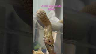 Feeding our female Arctic Superconda Albino hognose.  #hognose #snake #hognosesnake