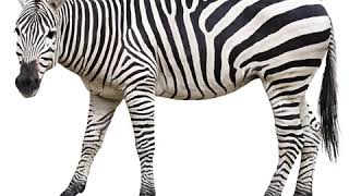 Zebra - susu TV - Learning videos for kids.