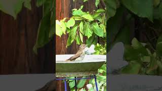 Hermit Thrush in Birdbath #birding #wildlife #birdbaths #viral #relaxing #birdsounds #nature #sub