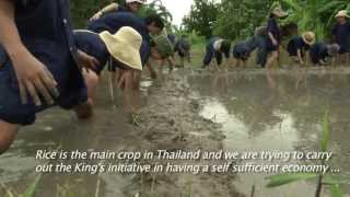 Thawsi Pratom 3 Mab Uang Rice Farm Visit, July 2013 - Chonburi, Thailand