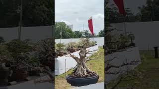 Cangget Bonsai Tubaba piala Bupati 2024