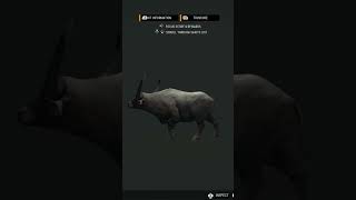 Diamond Water Buffalo #thehuntercallofthewild