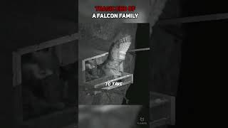 Tragic End of a Falcon Family