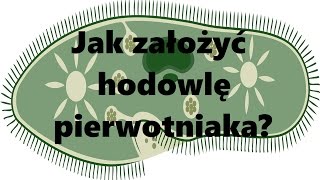 Hodowle karmowe:  Jak założyć hodowlę pierwotniaka?