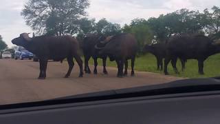 Buffaloes blocking the road animals of kruger